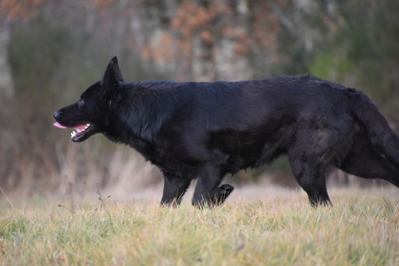 Rafale (Sans Affixe)