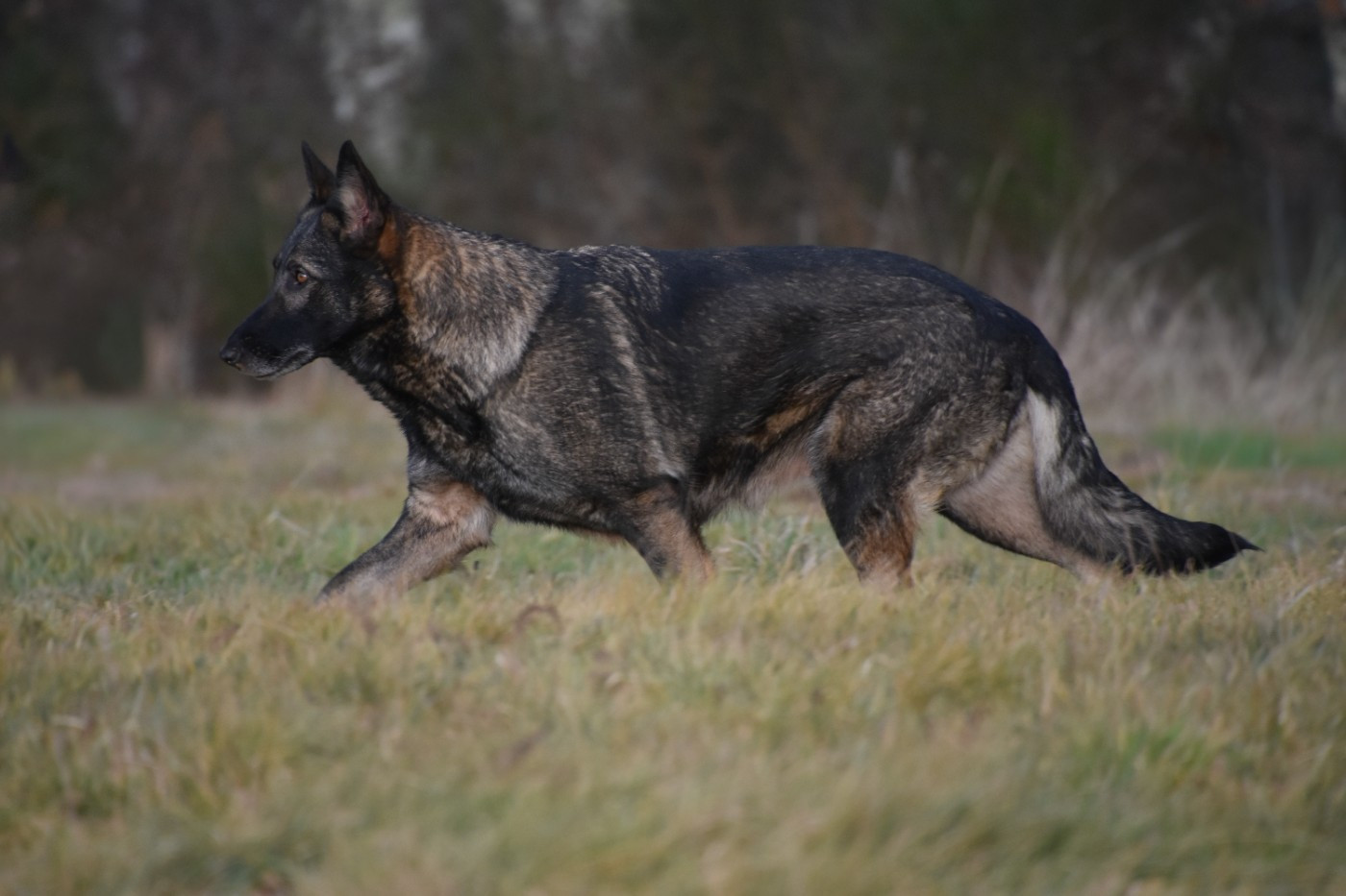 Prada des moustiques du ried