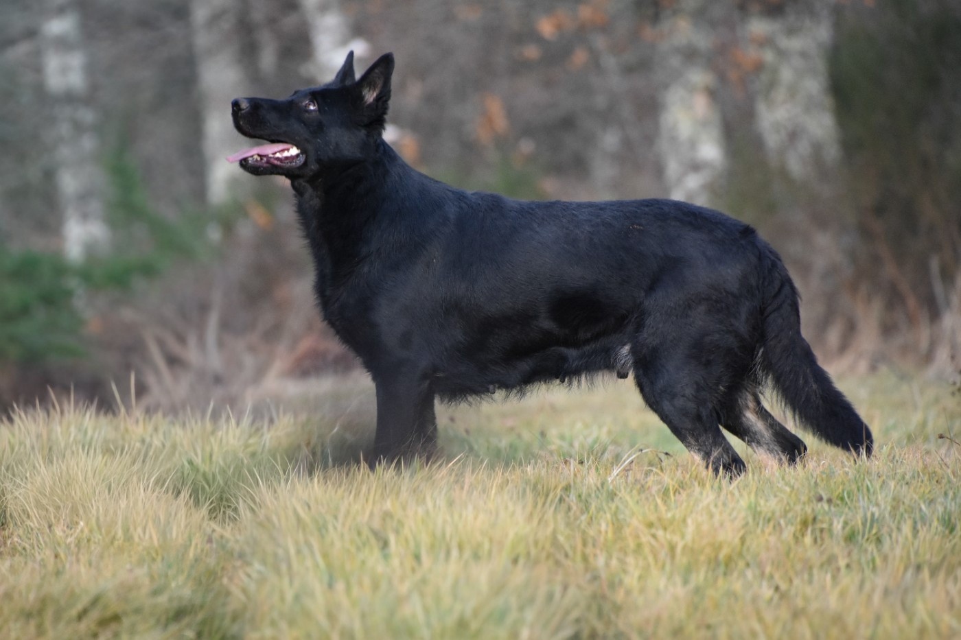 Ubelle des trésors du maquis