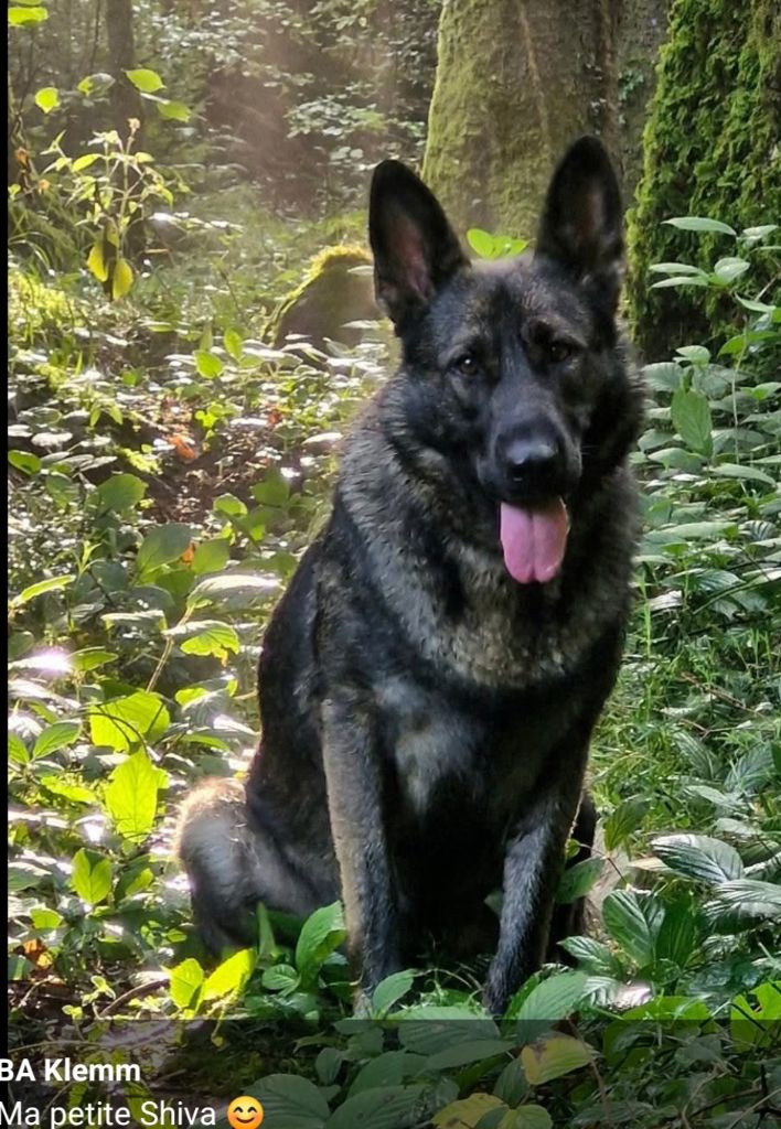 North'n Explorer's Shiva