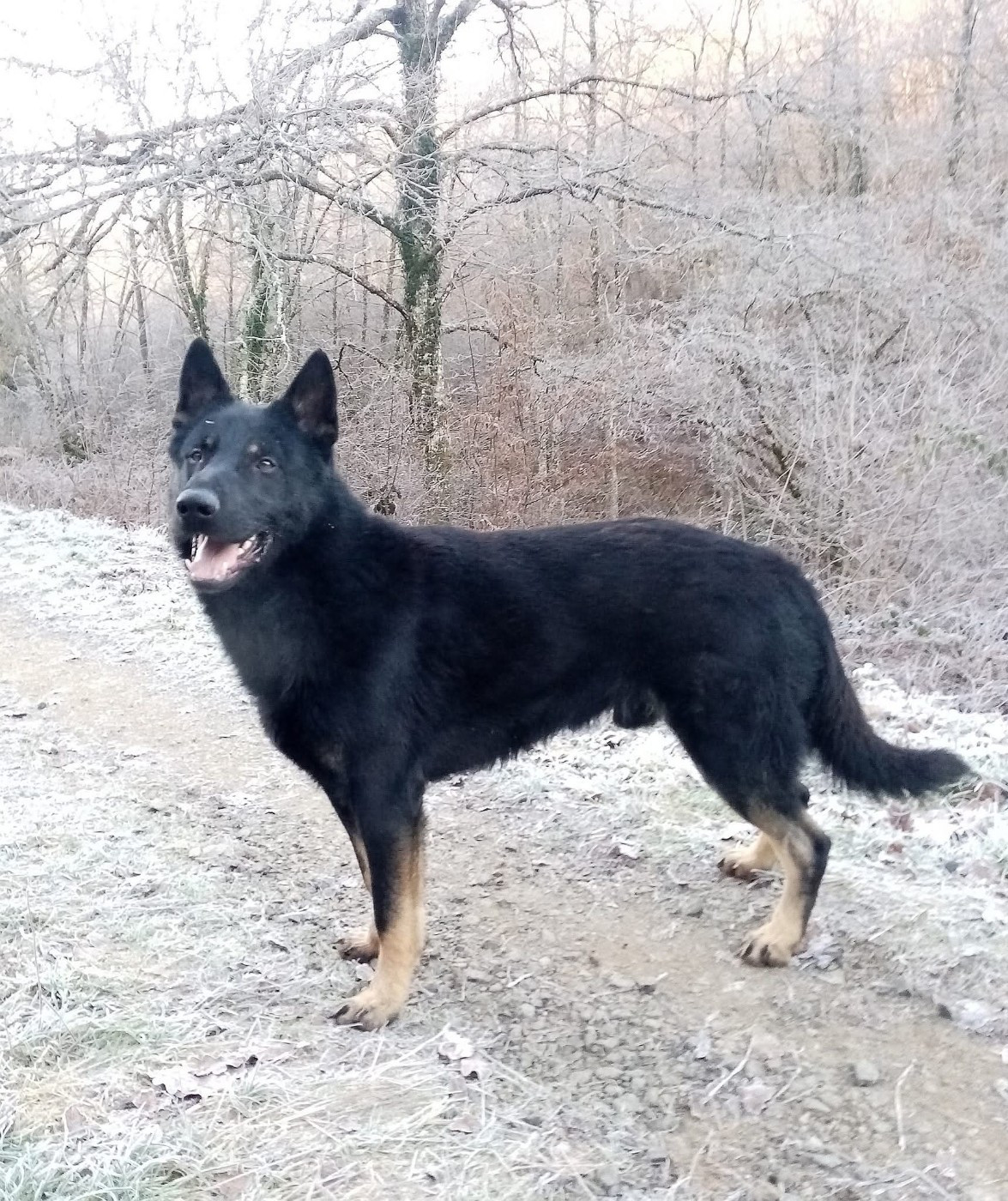 Chez leurs propriétaires