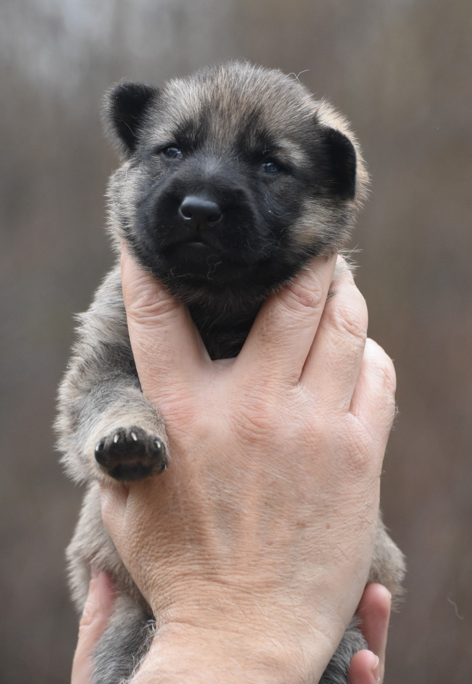 des trésors du maquis - Chiots disponibles - Berger Allemand