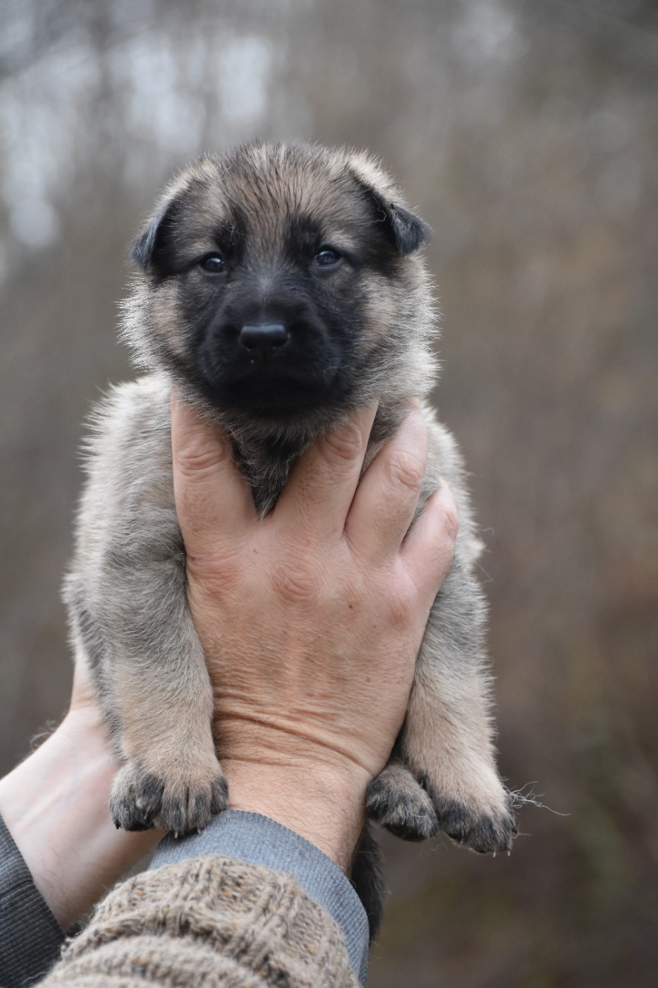 des trésors du maquis - Chiots disponibles - Berger Allemand