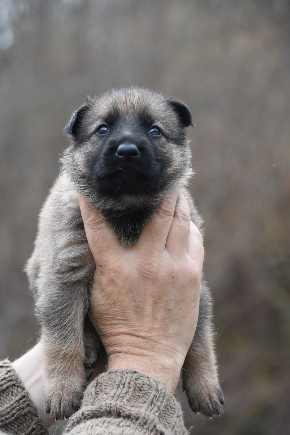 des trésors du maquis - Chiots disponibles - Berger Allemand