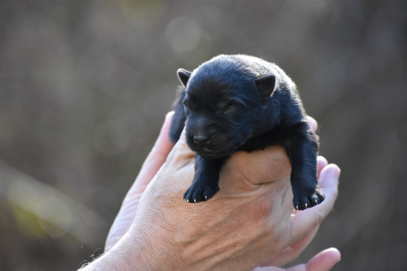 des trésors du maquis - Chiots disponibles - Berger Allemand