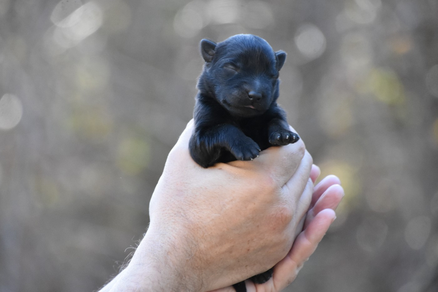 des trésors du maquis - Chiots disponibles - Berger Allemand