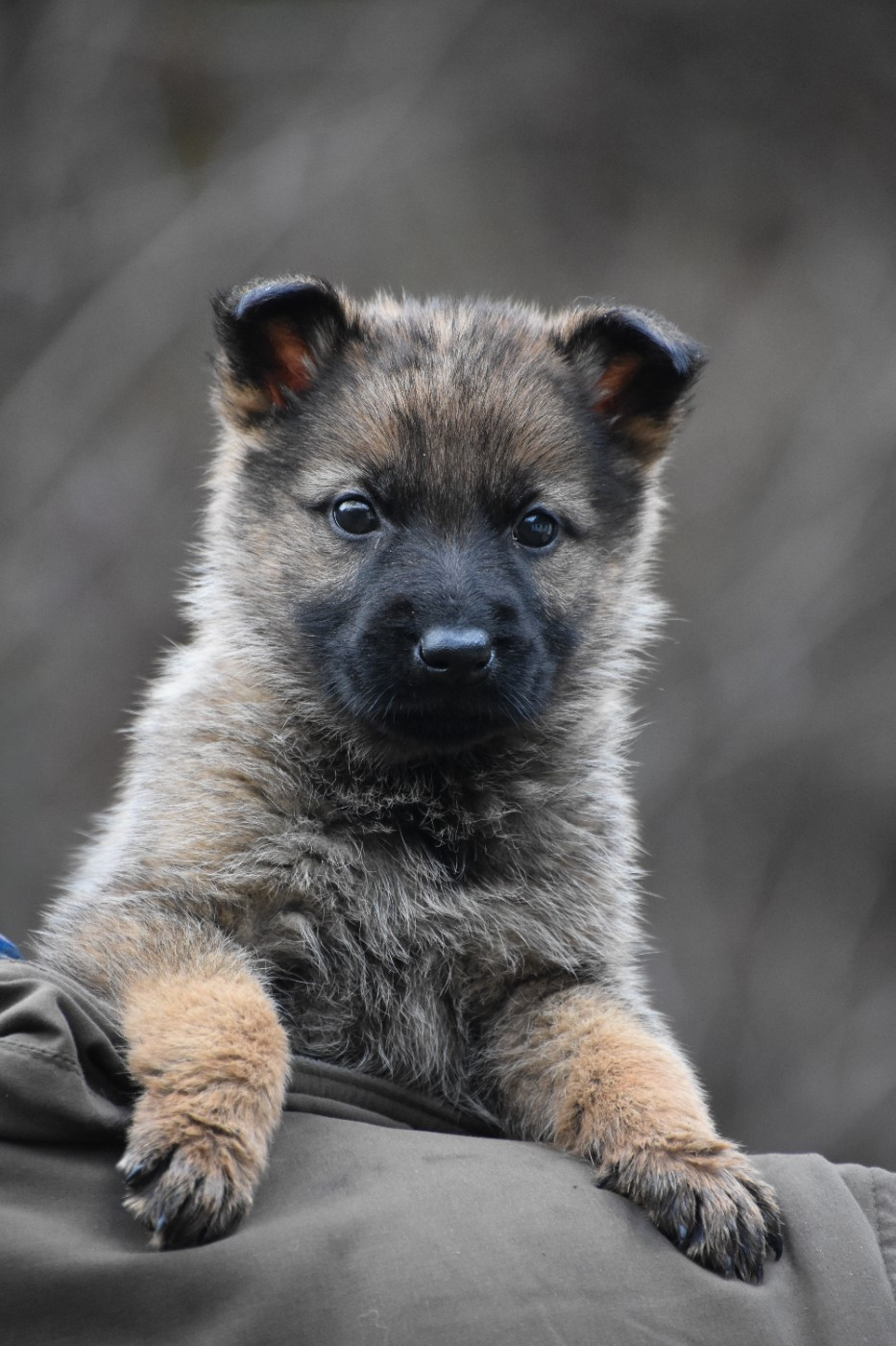 des trésors du maquis - Berger Allemand - Portée née le 08/01/2026