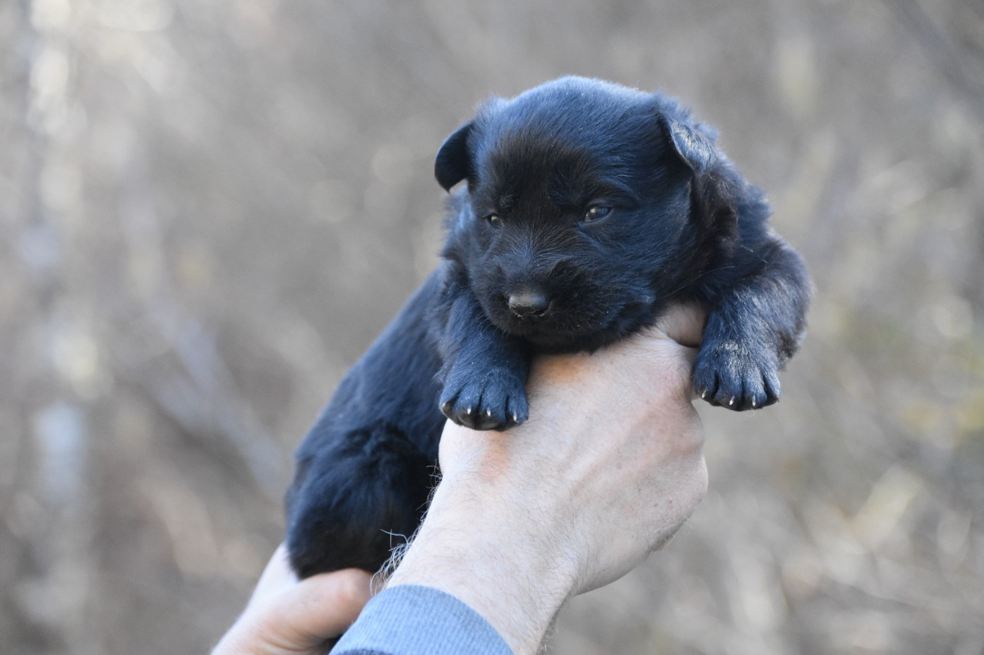 des trésors du maquis - Chiots disponibles - Berger Allemand