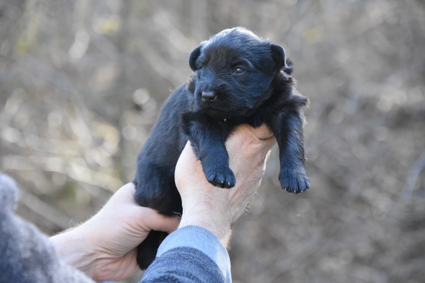 des trésors du maquis - Chiots disponibles - Berger Allemand