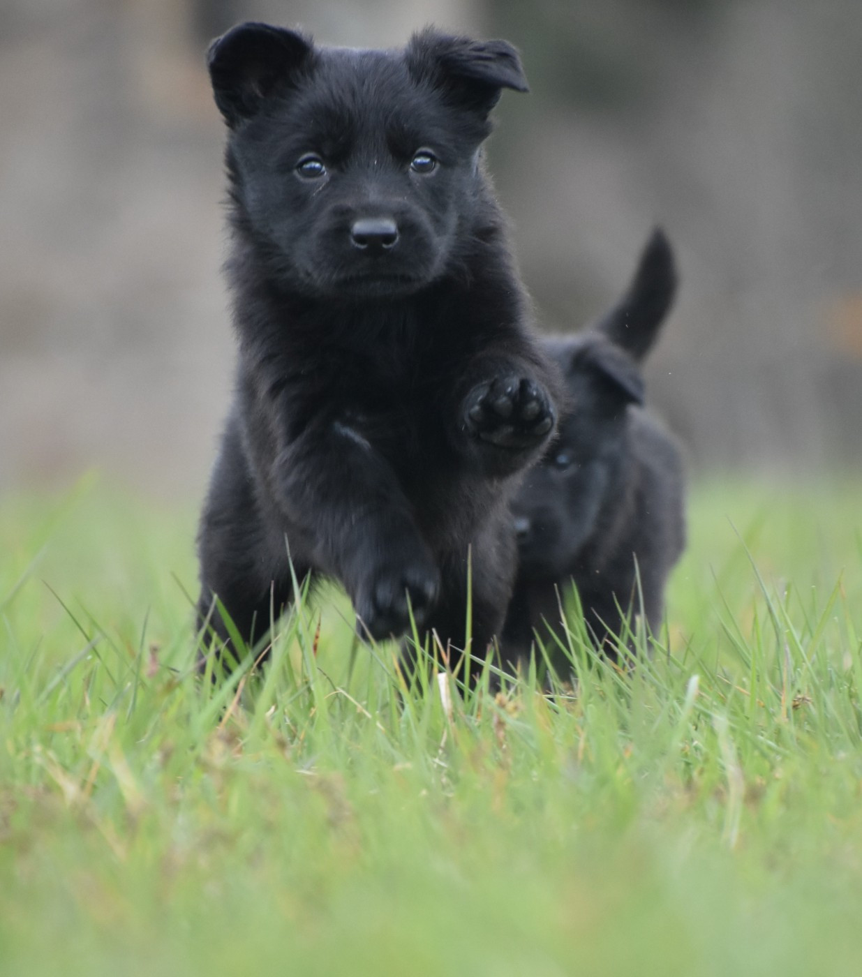 des trésors du maquis - Chiots disponibles - Berger Allemand