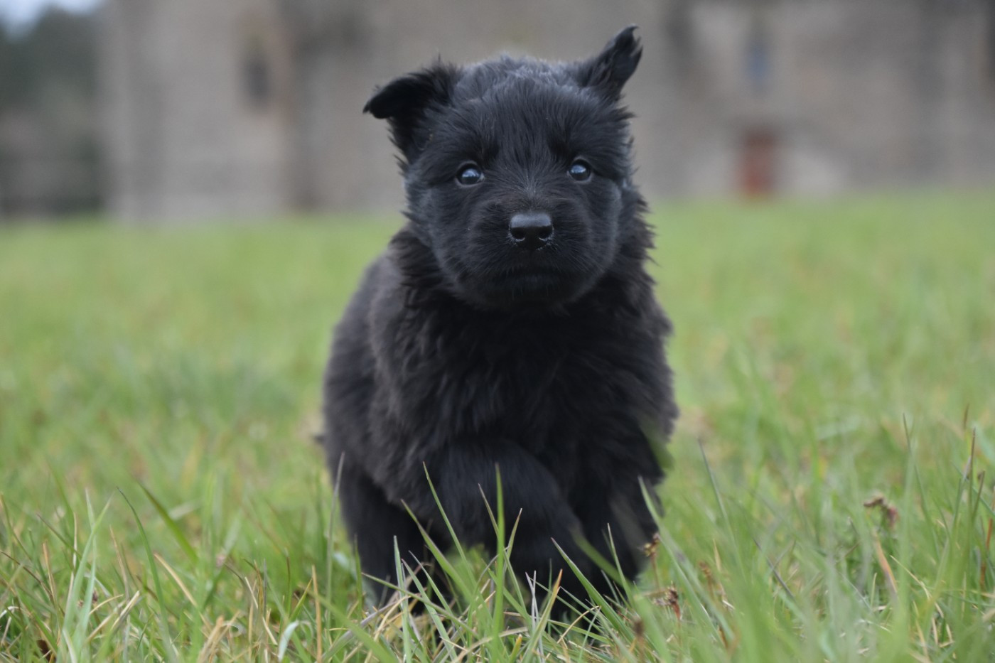 des trésors du maquis - Chiots disponibles - Berger Allemand