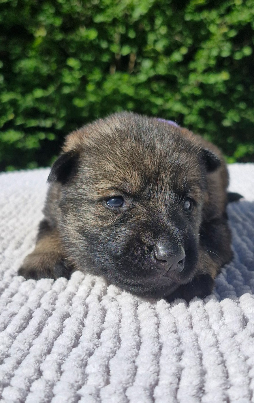 des trésors du maquis - Chiots disponibles - Berger Allemand