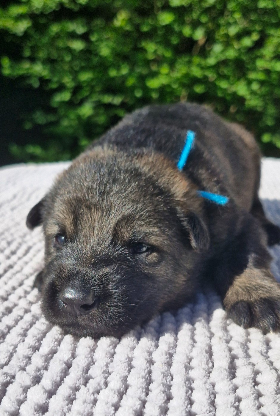 des trésors du maquis - Chiots disponibles - Berger Allemand