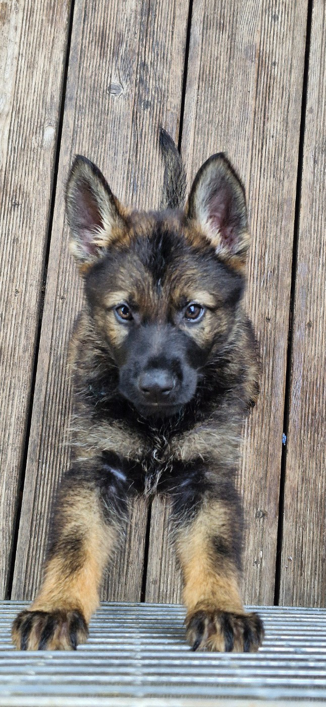 des trésors du maquis - Chiots disponibles - Berger Allemand
