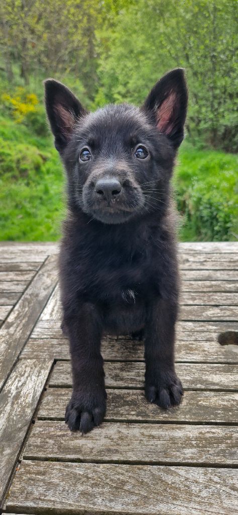 des trésors du maquis - Chiots disponibles - Berger Allemand