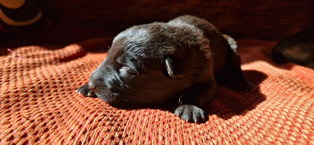 des trésors du maquis - Chiots disponibles - Berger Allemand