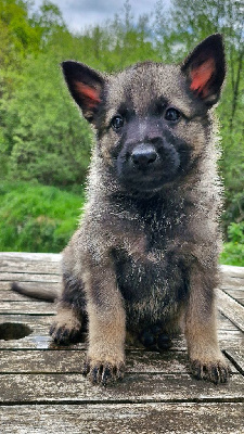 CHIOT 3