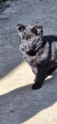 CHIOT 1