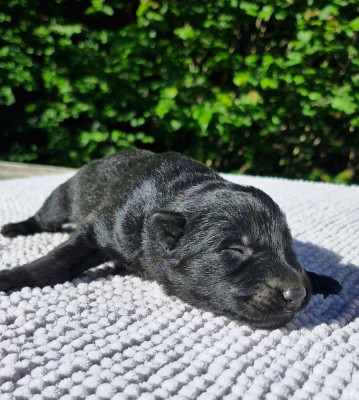 CHIOT 1
