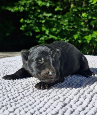 CHIOT 4