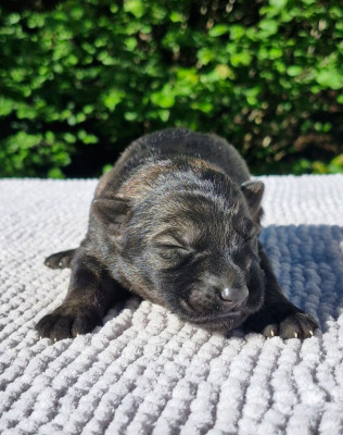 CHIOT 7