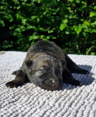CHIOT 2