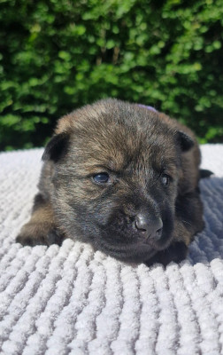 CHIOT 3