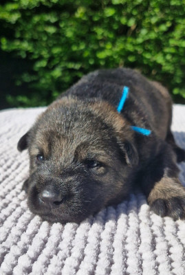 CHIOT 5