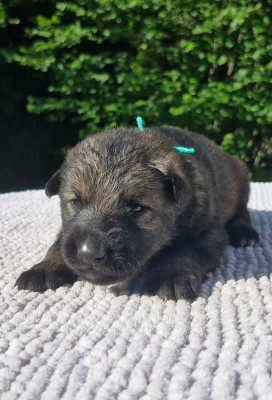 CHIOT 6
