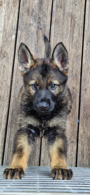 CHIOT 5