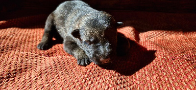 CHIOT 2