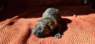 CHIOT 5