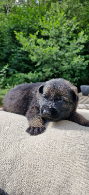CHIOT 3