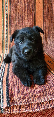 CHIOT 2