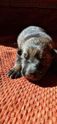 CHIOT 6