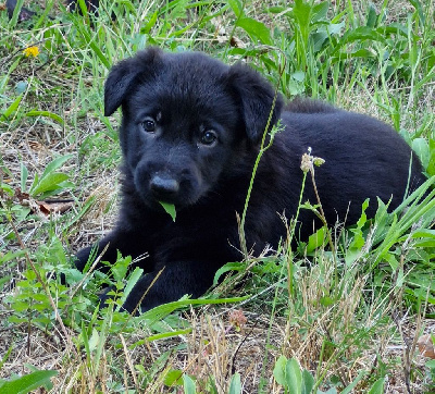 CHIOT 8