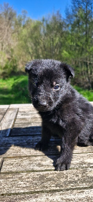 CHIOT 6