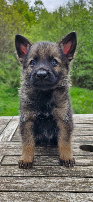 CHIOT 4
