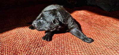 CHIOT 4