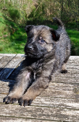 CHIOT 2