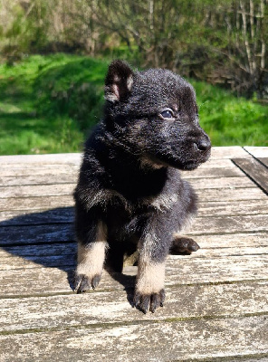 CHIOT 1