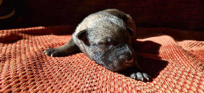 CHIOT 1