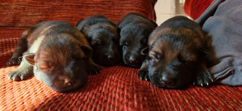Chiot Berger Allemand des trésors du maquis