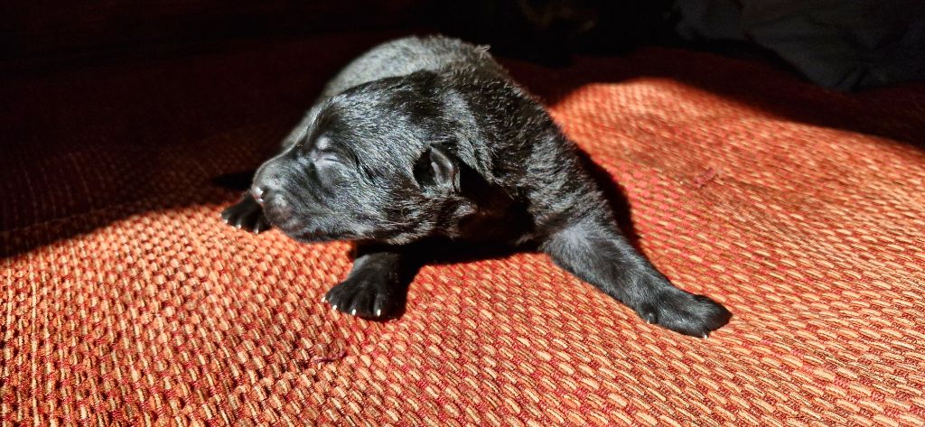des trésors du maquis - Chiots disponibles - Berger Allemand