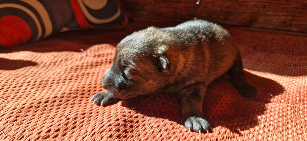 des trésors du maquis - Chiots disponibles - Berger Allemand